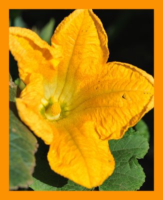 Pumpkin