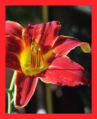 Red Day Lily