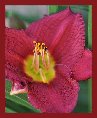 Reddish Day Lily
