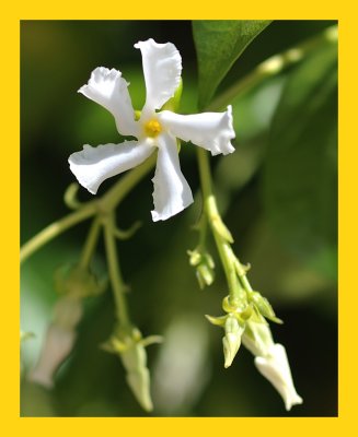 Star Jasmine