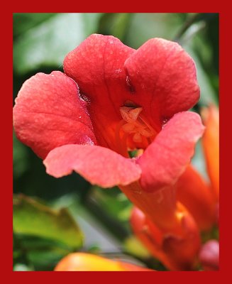 Trumpet Vine