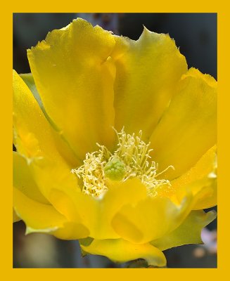 Yellow Cactus Flower