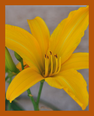 Yellow Day Lily