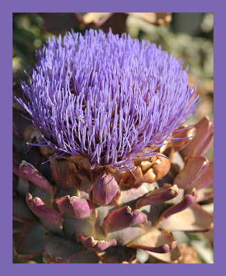Artichoke.jpg