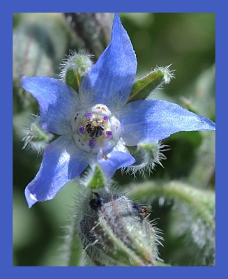 Borage.jpg