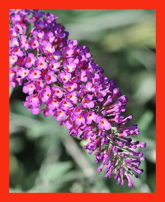 Butterfly Bush.jpg