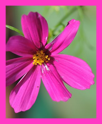 Cosmos.jpg