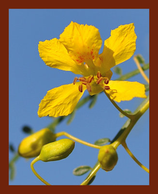 Mexican Palo Verde.jpg