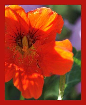 Nasturtium.jpg