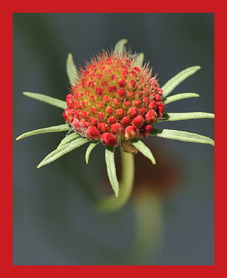 Red Pincushion Bud.jpg