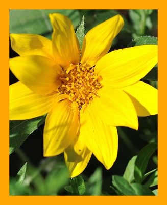 Small Sunflower.jpg