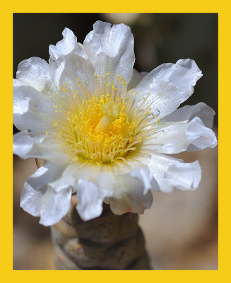 White Cactus Flower.jpg