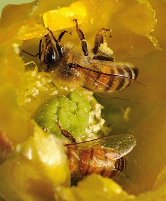 Bees crop