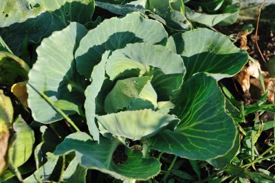cabbage