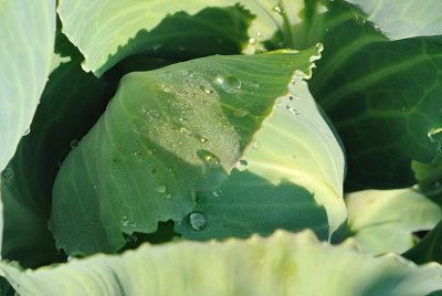 cabbage crop