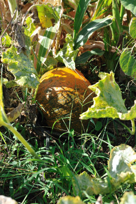 pumpkin