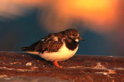 Steenloper Lauwersmeer