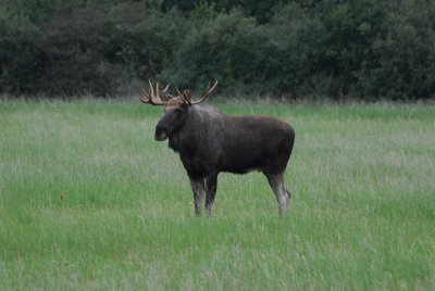 elandman Zweden