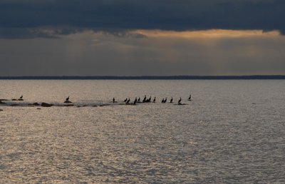 aalscholvers aan de kust