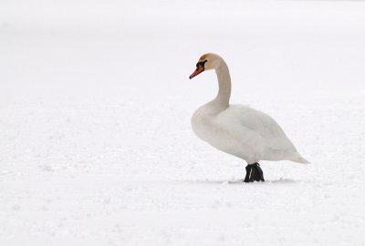 knobbelzwaan op de oder Polen