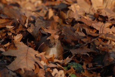 hide and seek again!