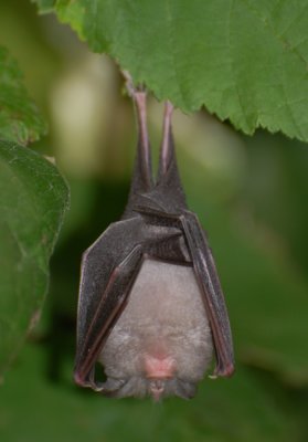 Greater Horseshoe Bat 1