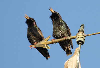 Singing against the wind