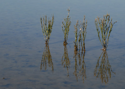 mangrovebos