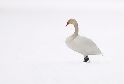snowyswan