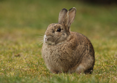 Rabbit