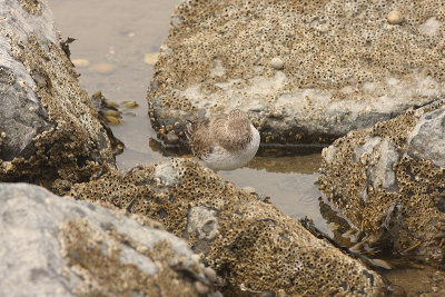 bontestrandhide-and-seek.jpg