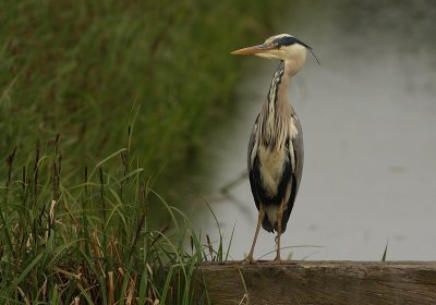 reiger-op-balk.jpg