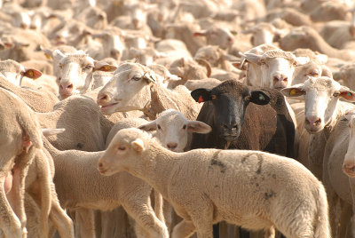 het-zwarte-schaap.jpg
