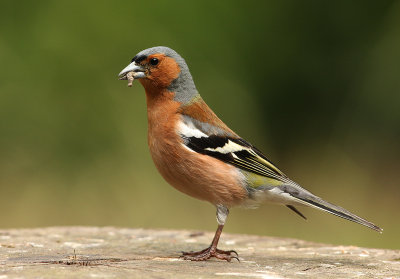 vink.jpg
