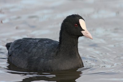 meerkoet1.jpg
