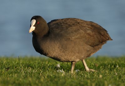 meerkoet4.jpg