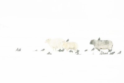 schapen-kou-en-kauw.jpg
