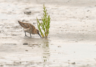 bonte-strandloper.jpg