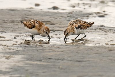 kleine-strandloper1.jpg