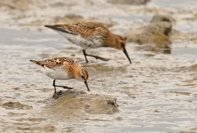 kleine-strandloper2.jpg