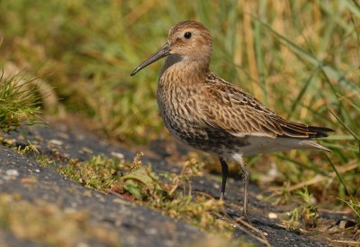 bonte-strandloper-1.jpg