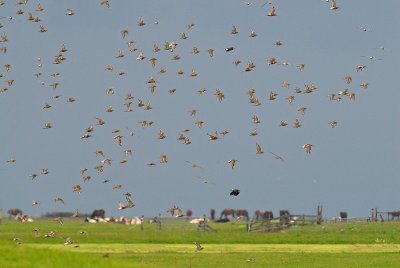 goudplevierlandschap1.jpg