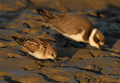 zo-klein-dus-strandloper.jpg