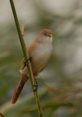 baardvrouw-voor-mark.jpg