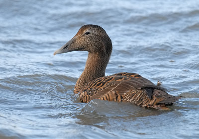 eider-mooie-dame.jpg