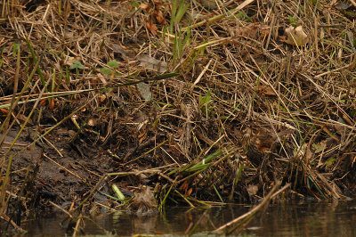 hide-2-koperwiek.jpg