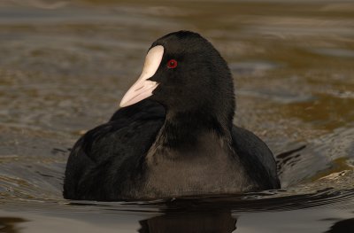 meerkoet-zwemmend.jpg