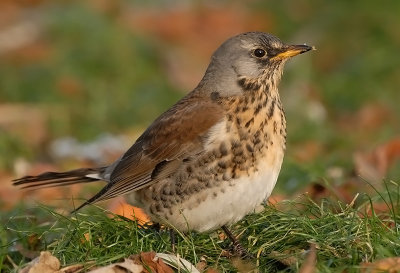 Fieldfare