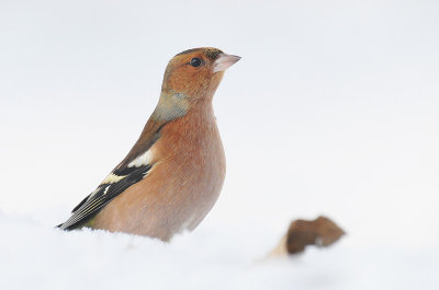 vink1.jpg