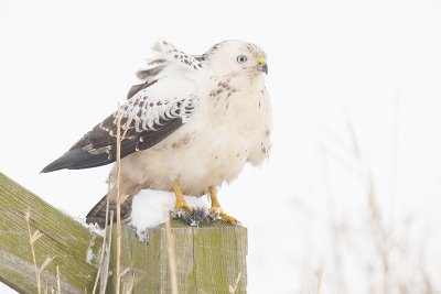 Common Buzzard